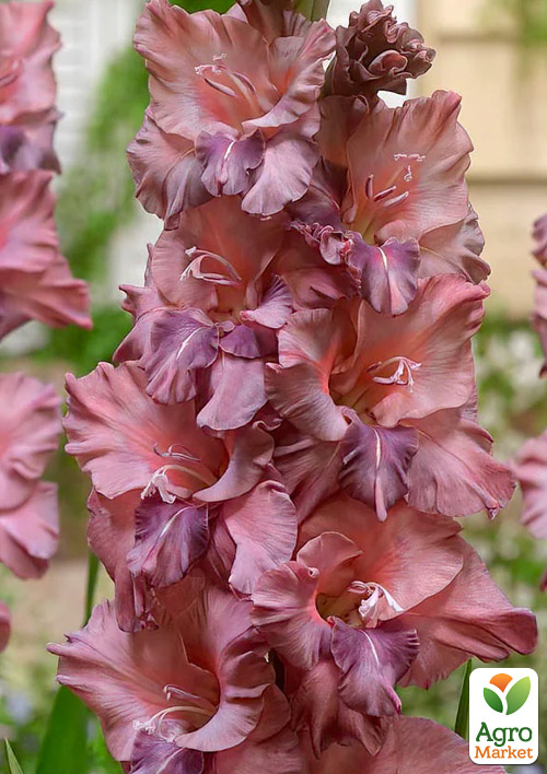 

Гладиолус Rusty Chestnut