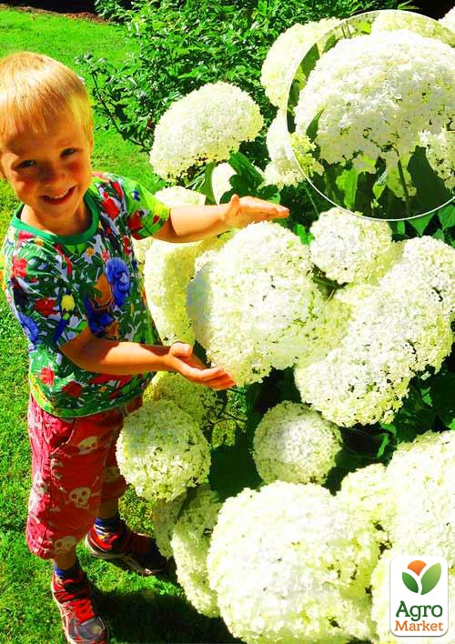 

Гортензия крупнолистная белая Воздушный шар (Balloon)