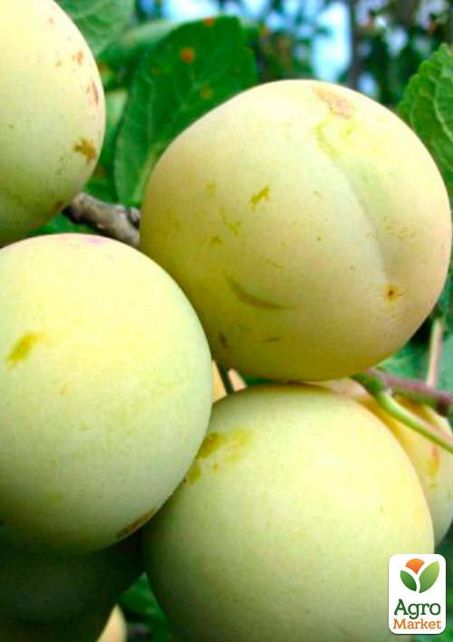 

Эксклюзив! Слива матово-белая Утренняя заря (Morning dawn) (премиальный высокоурожайный сорт, ранний срок созревания)