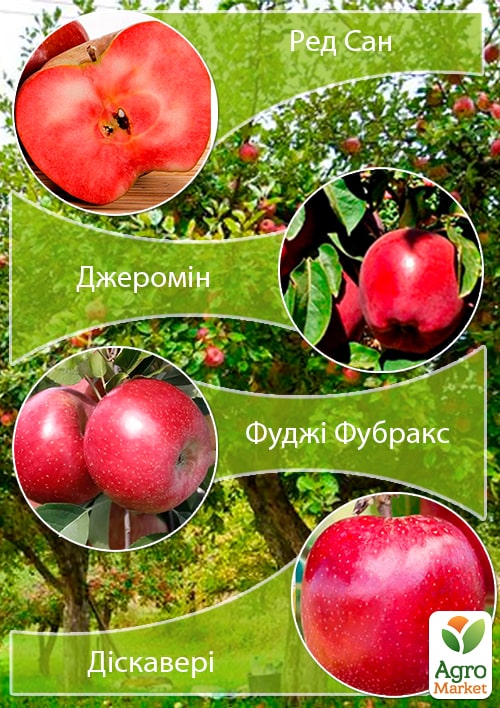 

Дерево-сад Яблуня Ред Сан+Джеромін+Фуджі Фубракс+Діскавері
