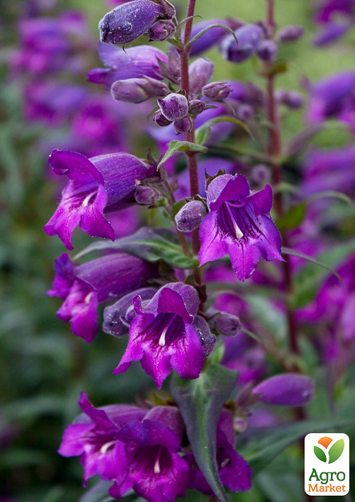 

Пенстемон Harlequin Purple