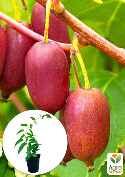 

Ексклюзив! Актинідія темно-фіолетова Рубінова (Ruby) (преміальний стійкий до захворювань сорт, середнього терміну дозрівання)