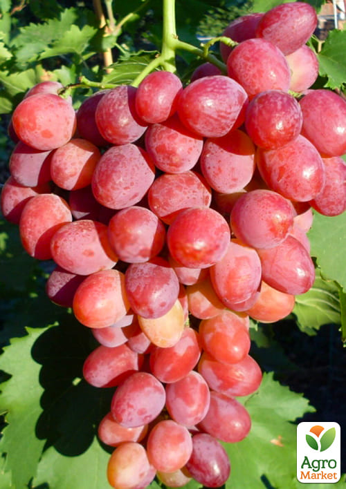 

Виноград кишмиш Калина Красная (укорененный саженец в контейнере)