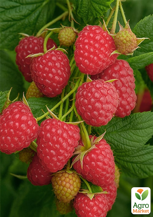 

Малина Кванза (ремонтантний сорт, великоплодный, голландской селекции) 1-летний саженец