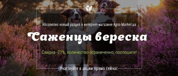 Вереск со скидкой -21%: выгода очевидна! Вереск со скидкой -21%: выгода очевидна!