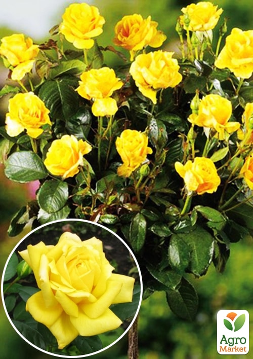 

Троянда штамбова Фрезія (саджанець класу АА +) вищий сорт