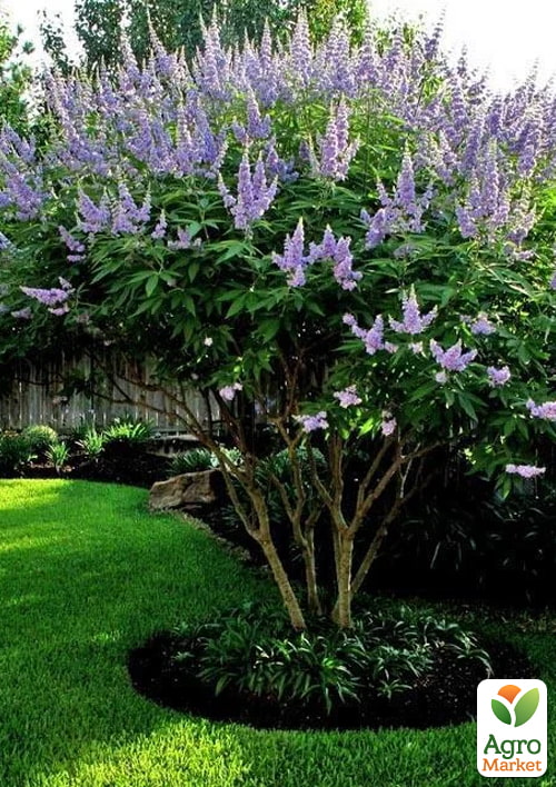 

Витекс священный (Авраамово дерево), Р10 высота 30-50см