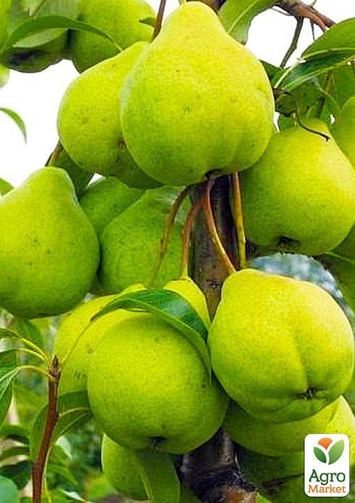 

Груша колоновидна Зелений дощ (осінній сорт)