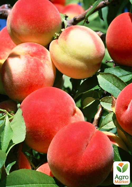 

Ексклюзив! Персик жовто-червоний Рум'яний (Ruddy) (преміальний сорт, ранньо-середнього терміну дозрівання)