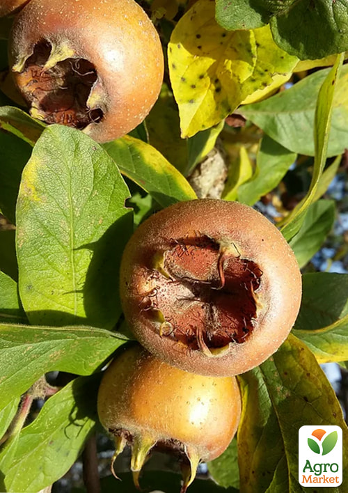 

Мушмула 2х-летняя Германская (Mespilus germanica)