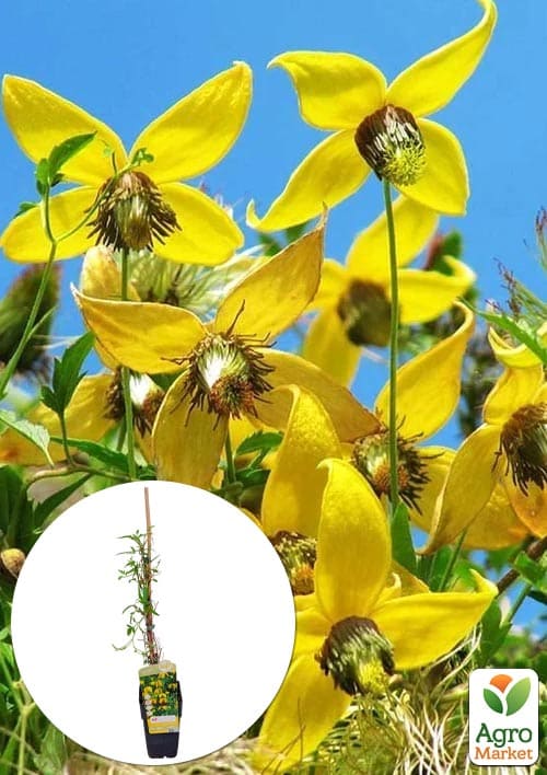 

LMTD Клематіс 3-х річний Tangutica (висота 60-80см)