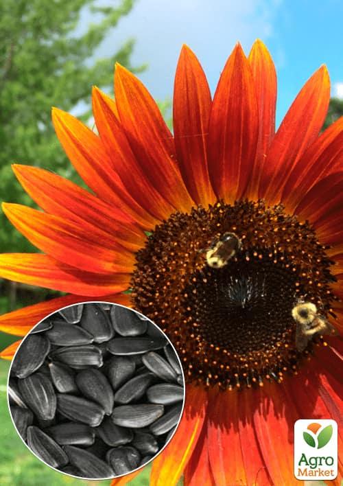 

На развес Подсолнечник Шоколад ТМ Весна цена за 3г