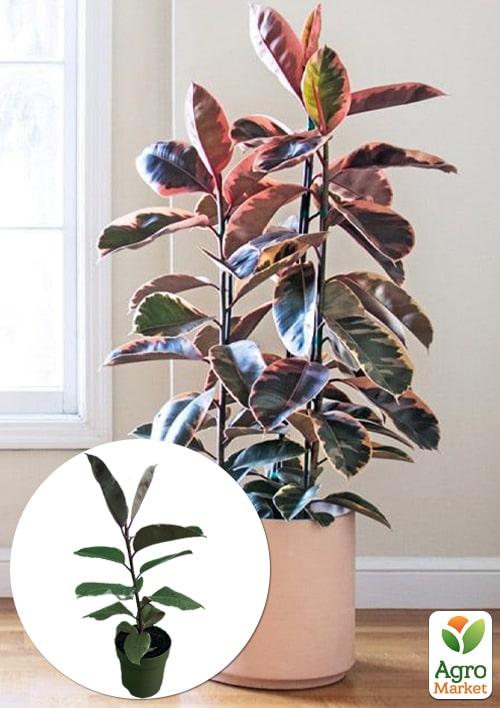 

LMTD Фікус Еластика Belize (висота 30-40см)