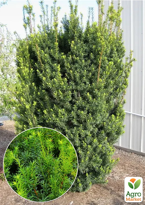 

Тис середній Hicksii (ком/сітка) висота 100-120см