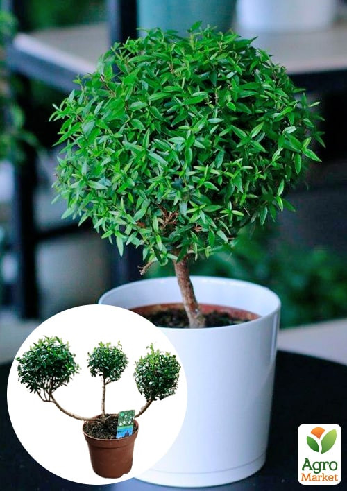 

LMTD Мирт вечнозеленый на штамбе 3-х летний Myrtus Pon-Pon (30-40см)