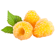 Саджанці жовтих сортів малини
