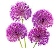 Інші популярні цибулини квітів: проліски, герань, маки і т. п. - АгроМаркет