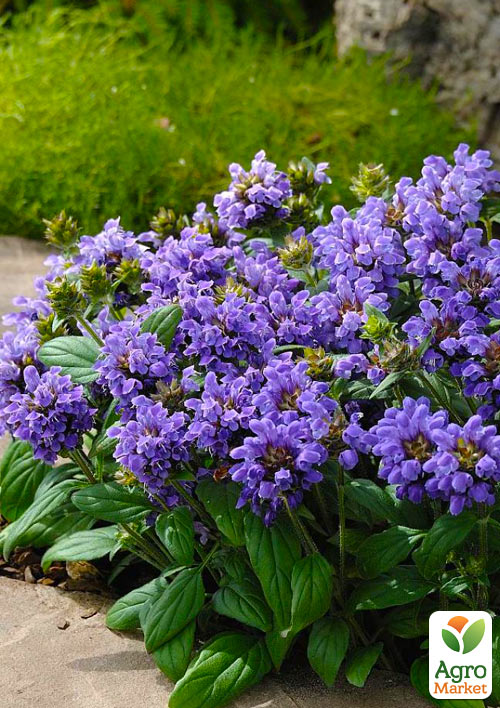 

Прунелла великоквіткова Pagoda Violet (Чорноголівка морозостійка)