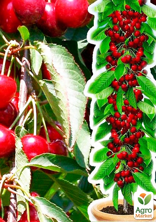 

Черешня колоновидна Квін Мері