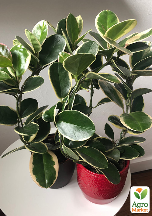 

LMTD Хойя австралийская Blondie 15-25см