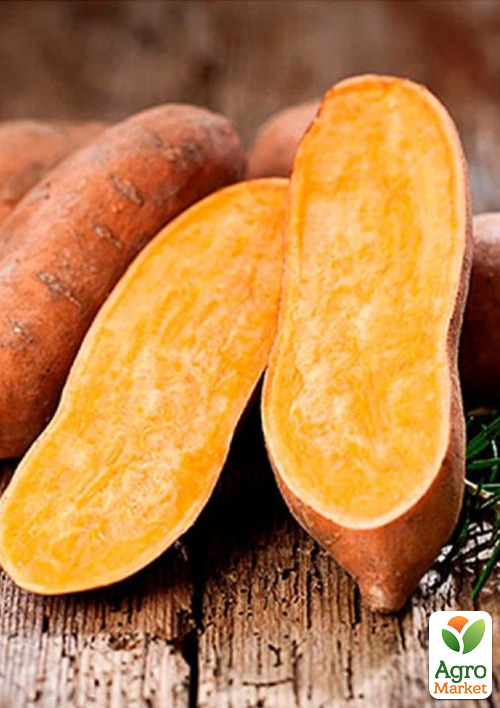 

Батат Manchzhursky (сладкий картофель) маточный клубень