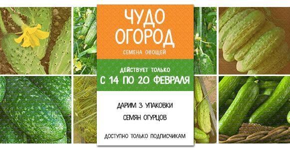 Чудо огород: семена огурцов в подарок! Чудо огород: семена огурцов в подарок!