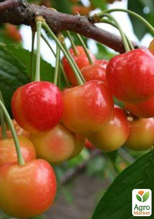 

Черешня розовая Аэлита (летний сорт, среднепоздний срок созревания)