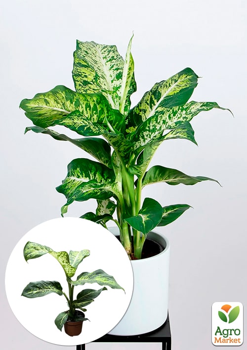

Диффенбахия (Dieffenbachia) Mars высота 40-60см
