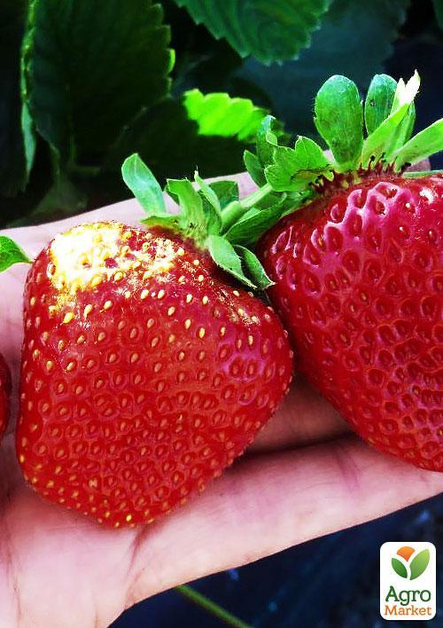 

Клубника Луиза (Louise) 5шт (ремонтантный сорт)