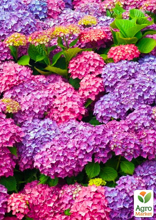 

Ексклюзив! Гортензія крупнолиста від ніжно-аметистового до яскраво-малинового кольору Маджента (преміальний, морозостійкий сорт)