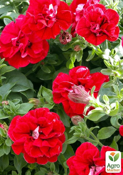 

Сурфиния "Double Cascade Red" (контейнер № 10. высота 10-15 см)