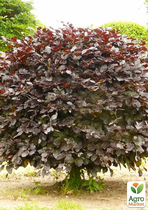 

Бук лесной краснолистный Atropunicea Purpurea С5, высота 80-100см