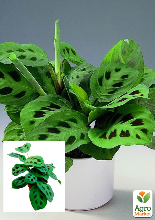 

Маранта Kerchoveana