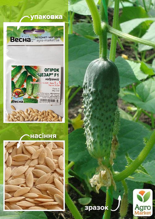 

Огурец Цезарь F1 (Зипер) ТМ Весна 1.5г