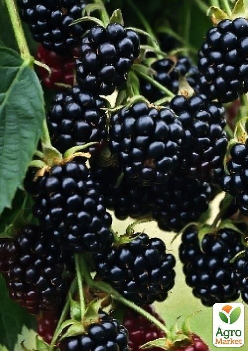 

Ежевика ремонтантная ранняя Рубен (Reuben)