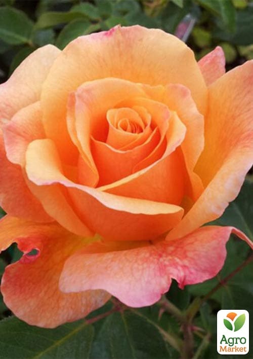 

Роза чайно-гибридная Lolita