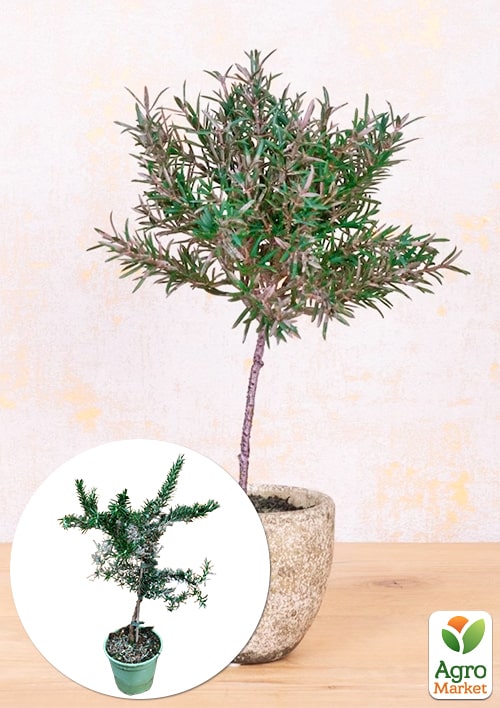 LMTD Розмарин "Ампельний" на штамбі 3-х річний (30-40см) з Нідерландів 1 саджанець в упаковці (кімнатний)