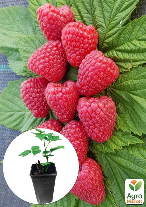 

Малина (In vitro) Polka укорененная в контейнере (ремонтантная, крупноягодная, высокоурожайная)