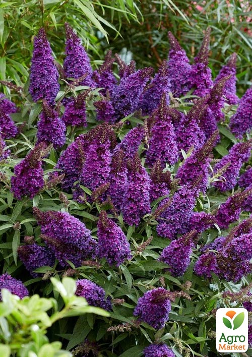 

Буддлея карликова Little Purple