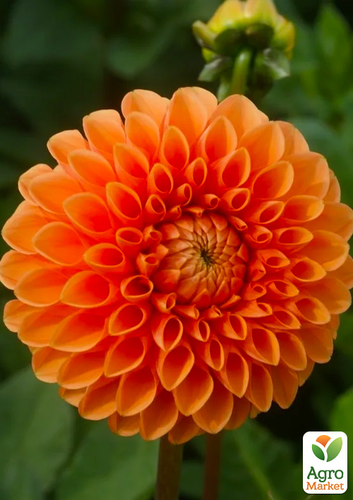 

Георгина Souvenir D`ete