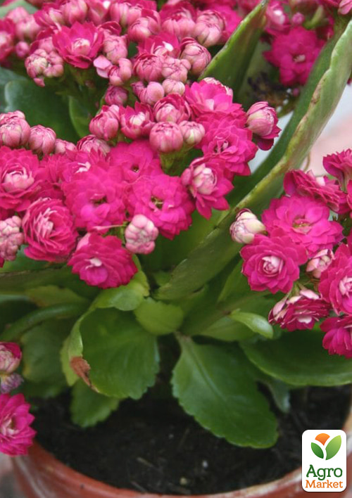 

Каланхоэ Блоссфельда Rose (Kalanchoe Blossfeldiana) (Нидерланды)