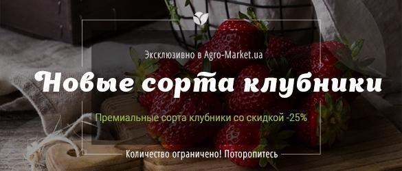 Эксклюзивно в Agro-Market.ua! Премиальные сорта клубники Эксклюзивно в Agro-Market.ua! Премиальные сорта клубники
