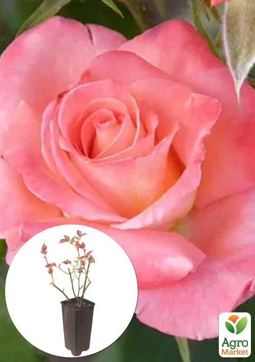 

Роза чайно-гибридная Raffaella в контейнере, высший сорт