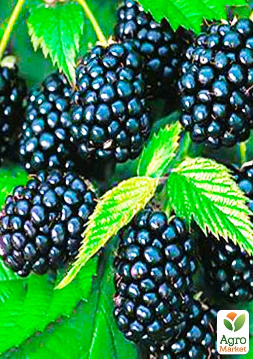 

Ежевика поздняя Лох Несс (Loch Ness)