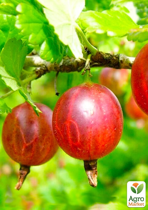 

Эксклюзив! Крыжовник красный Ксения (Kseniya) (премиальный самоплодный сорт, раннего срока созревания)