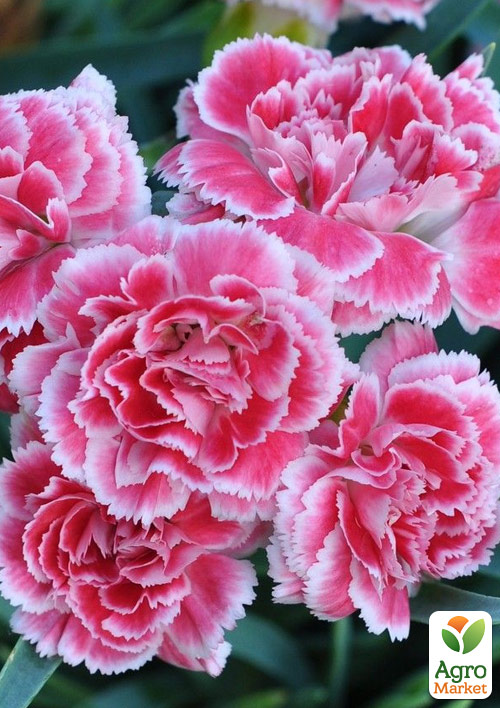 

Гвоздика Махровая Super Trouper Elise (контейнер № 10, высота 10 см)