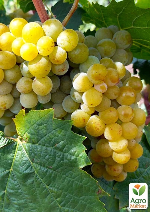 

Виноград Кристалл (очень ранний ,винный)