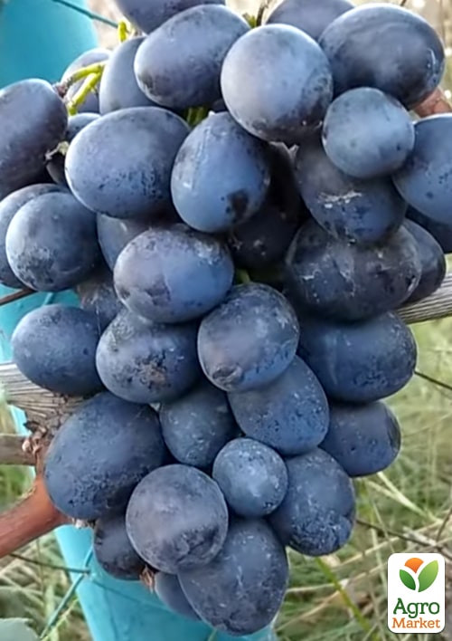 

Виноград Чорний Яструб (надранній морозостійкий сорт)