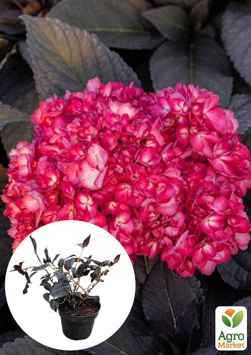 

Гортензія крупнолистова 3-річна Eclipse First Editions