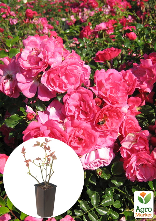 

Троянда ґрунтопокривна «Хайдетраум» у контейнері, вищий сорт
